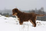 BERGER AUSTRALIEN PUPPIES 512